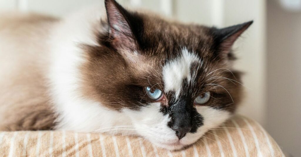 sitting ragdoll cat