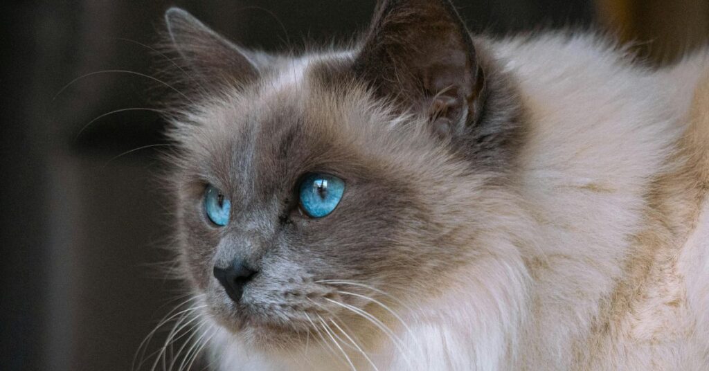 ragdoll cat characterstics