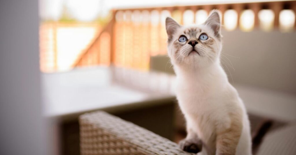 ragdoll kitten