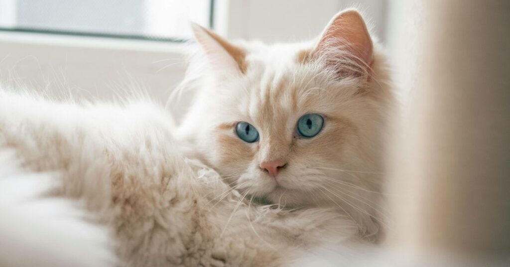 ragdoll cat