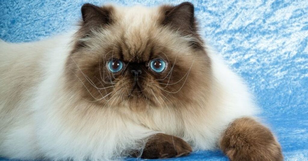 seal point himalayan kitten