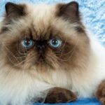 himalayan cat