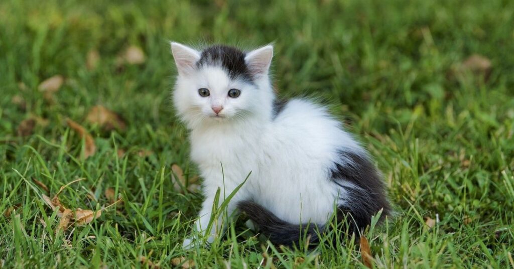 white and black persian kitten