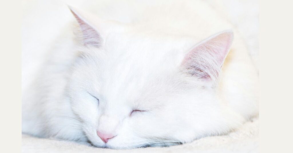 white cat sleeping