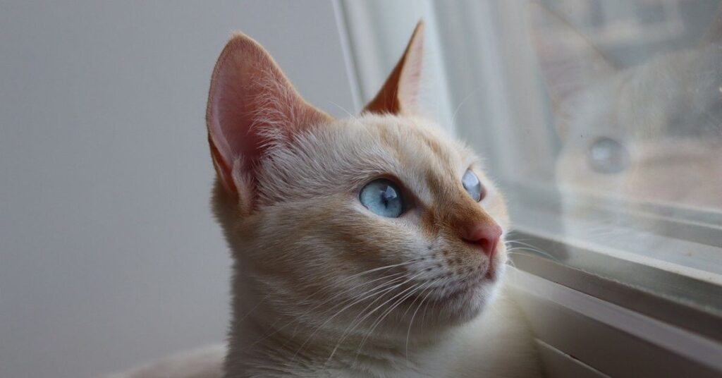 flame point siamese cat price