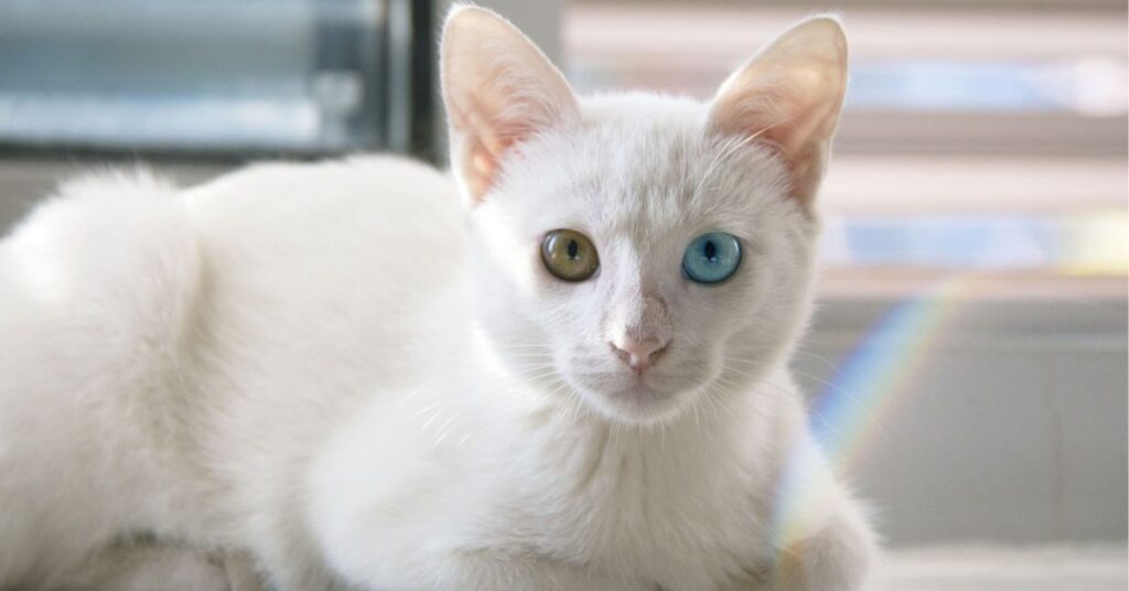 white persian cat with odd eyes