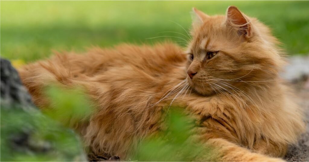 Orange persian cat
