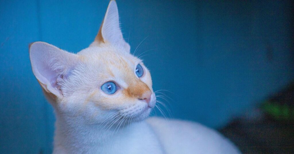 flame point siamese cat 