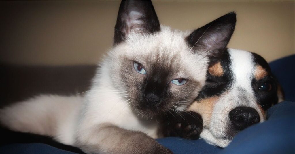 siamese cat with dog