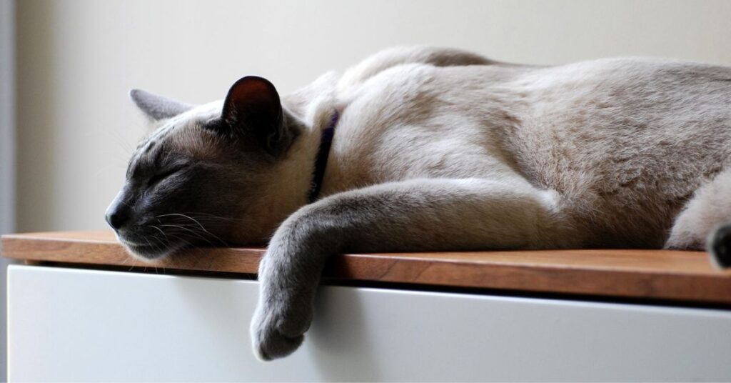 blue point siamese cat