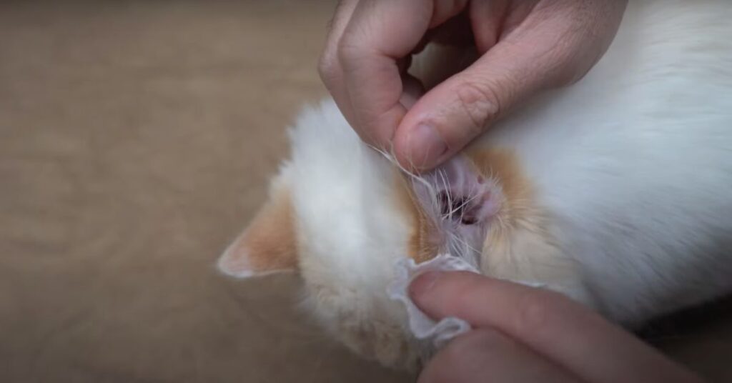 himalayan cat ear cleaning