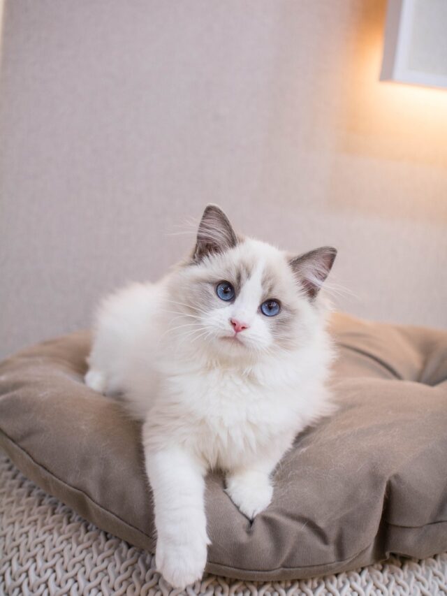 Surprising Ragdoll Cat Facts That Will Melt Your Heart!