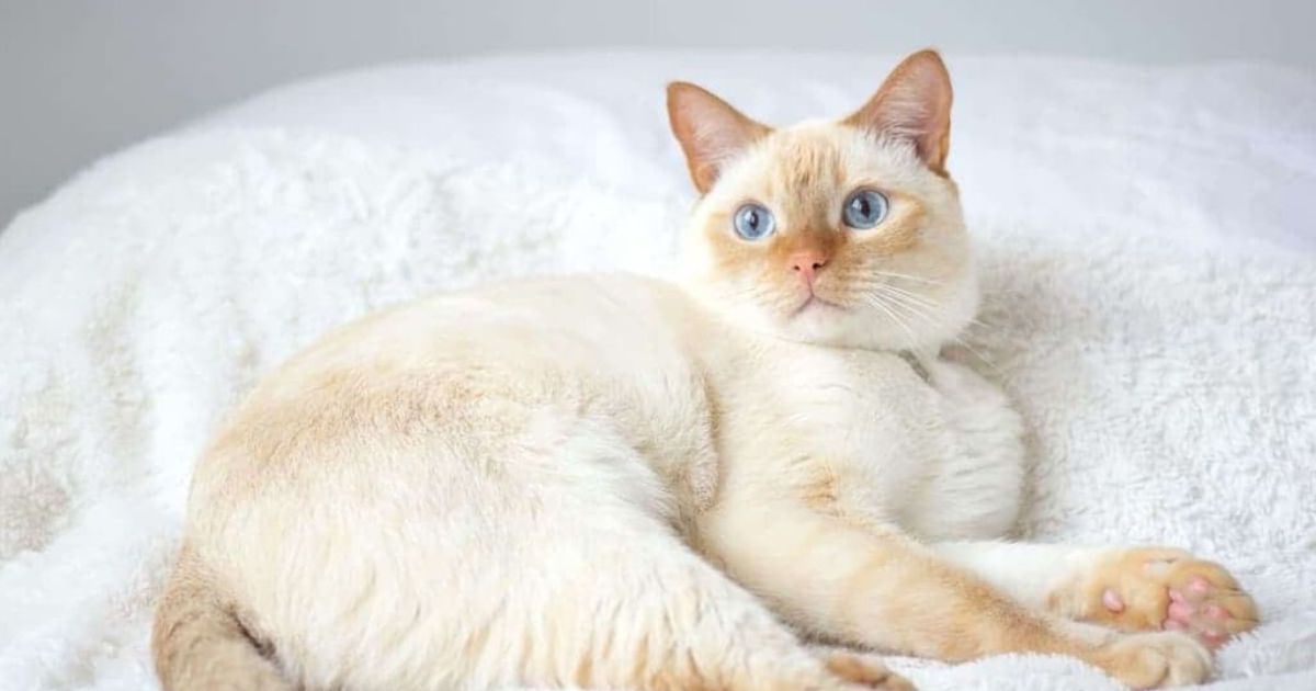 flame point siamese price