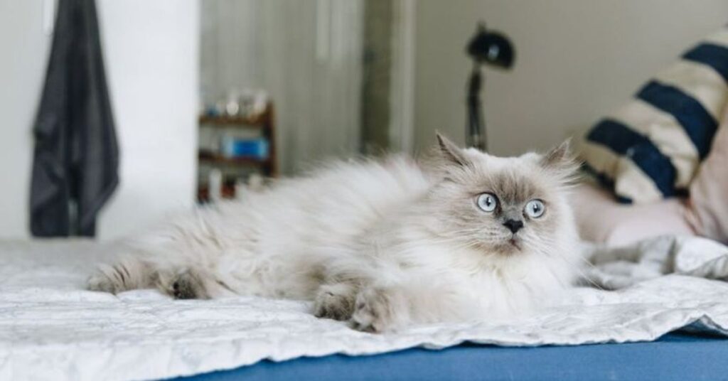 himalayan cat with blue eyes
