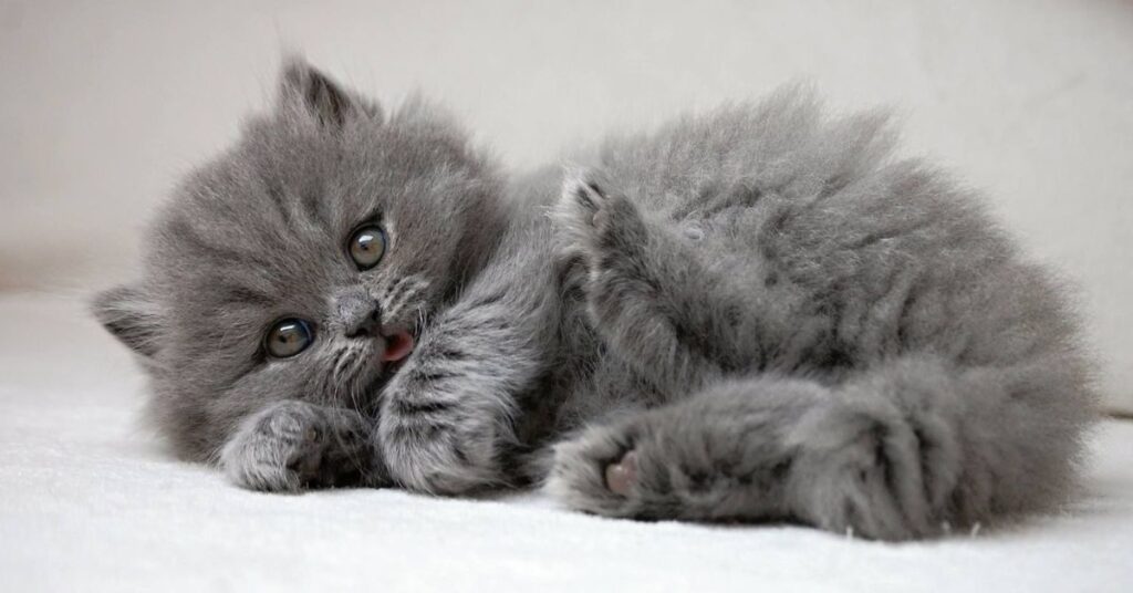 grey himalayan kitten