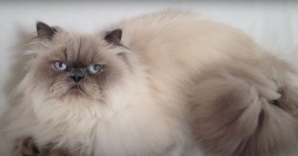 himalayan cat