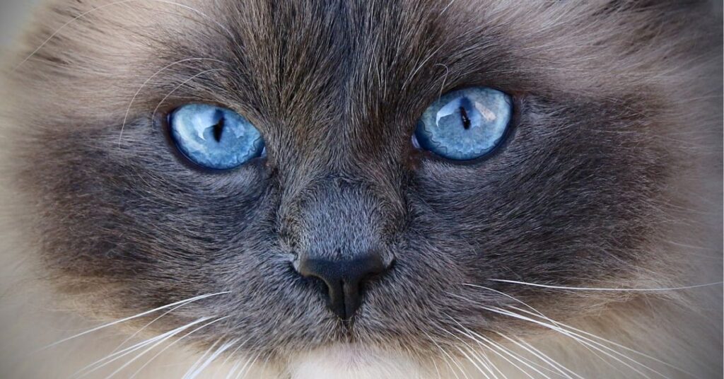 himalayan cat with blue eyes

