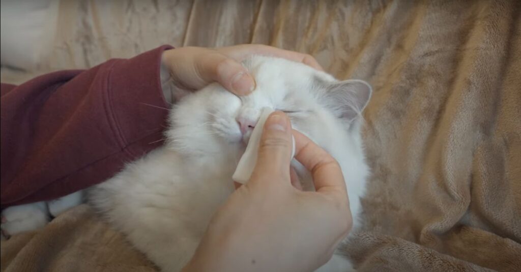 ragdoll kitten eyes cleaning