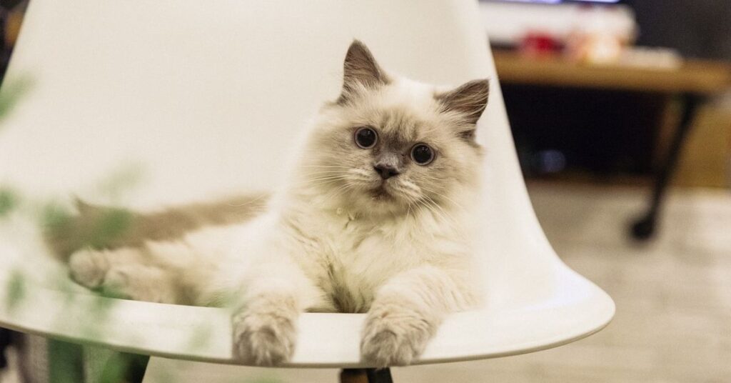 ragdoll kitten on chair