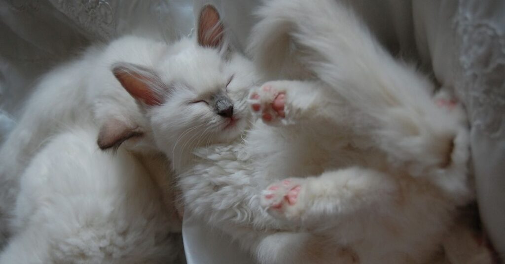 sleeping ragdoll cat