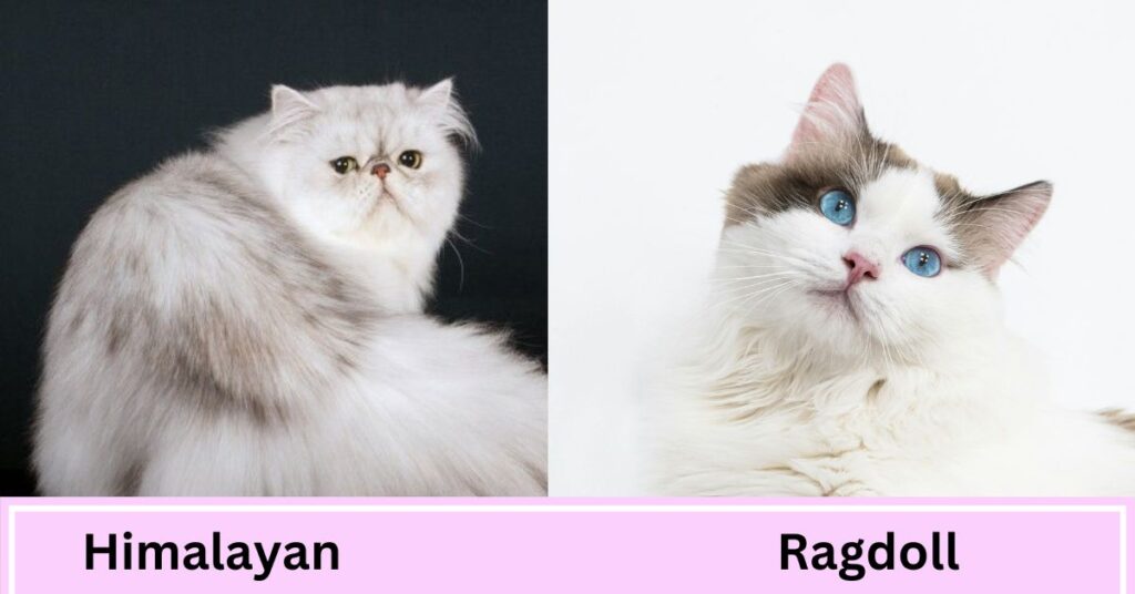 himalayan vs ragdoll