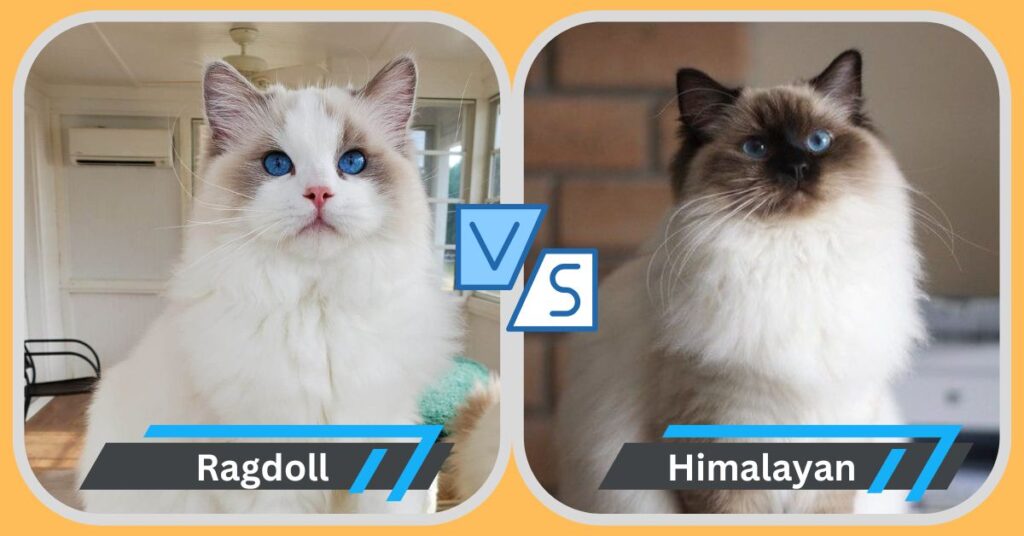 ragdoll-vs-himalayan