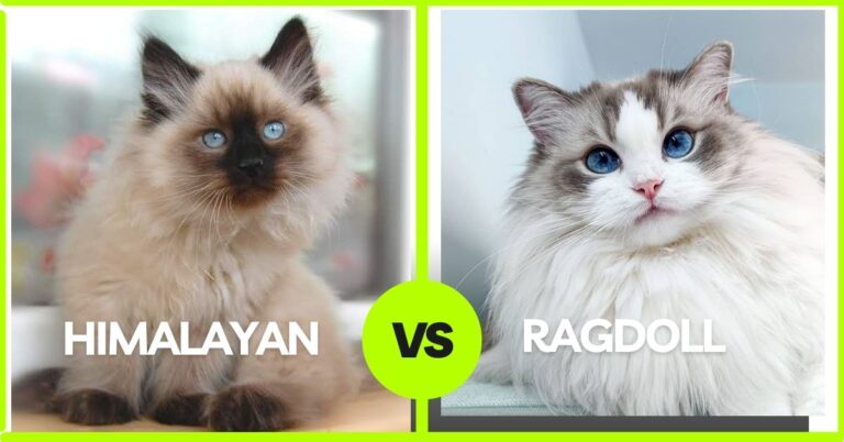 Ragdoll vs himalayan cat