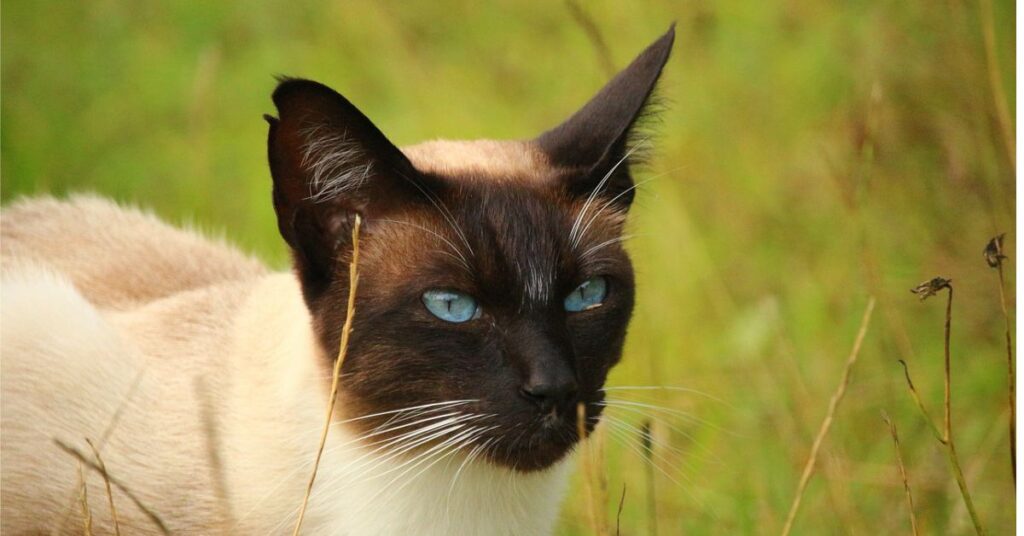 siamese cat 