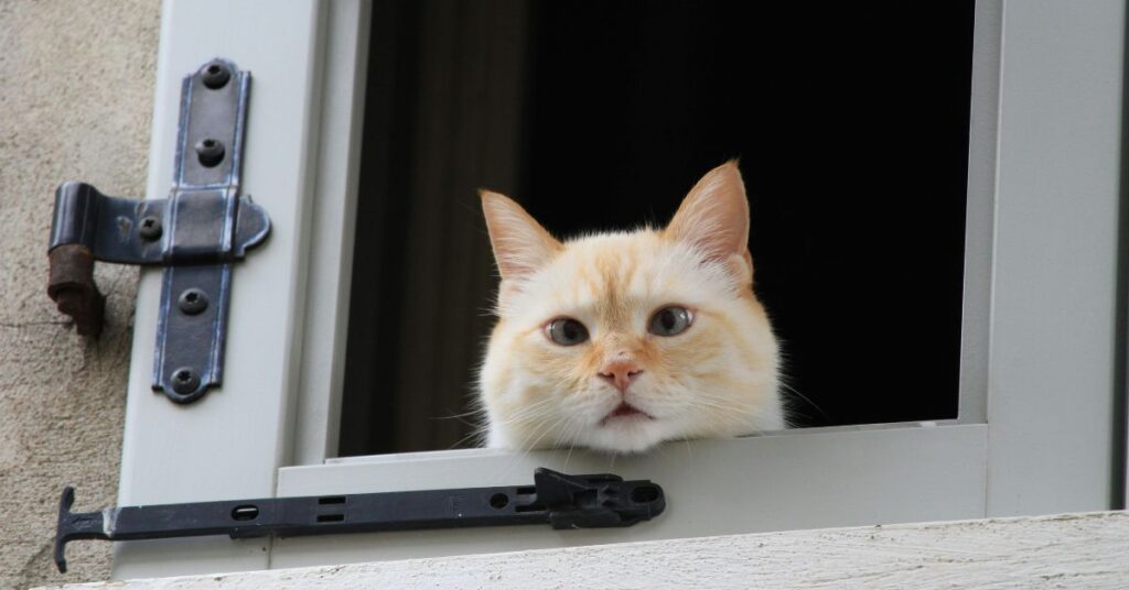 flame point siamese wathing from window