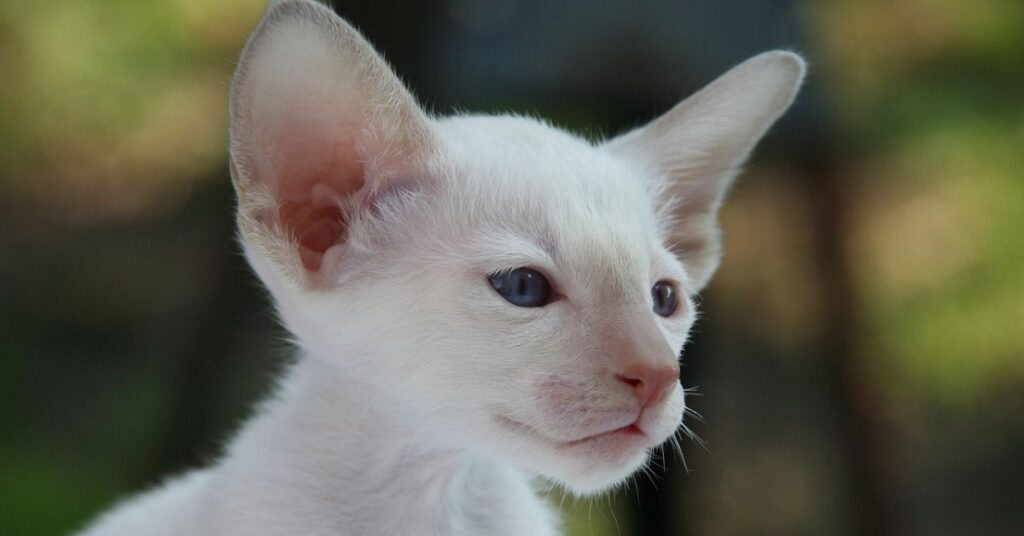 white siamese cat