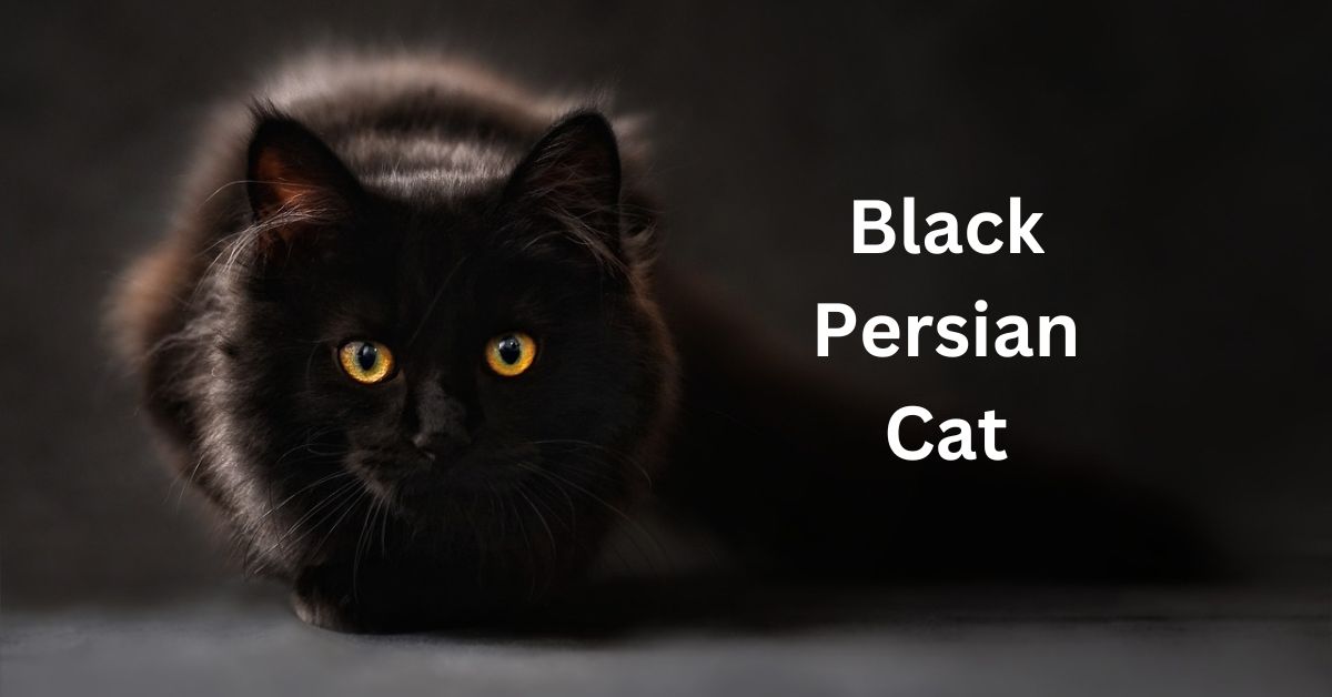 black persian cat