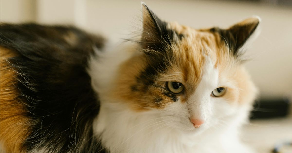 calico cat