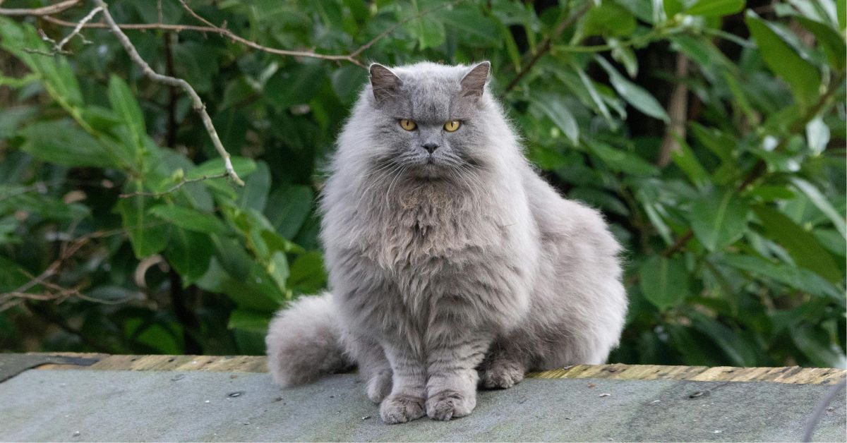 Grey persian cat