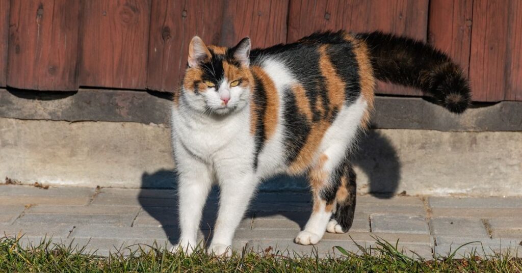 Shorthair Calico cat