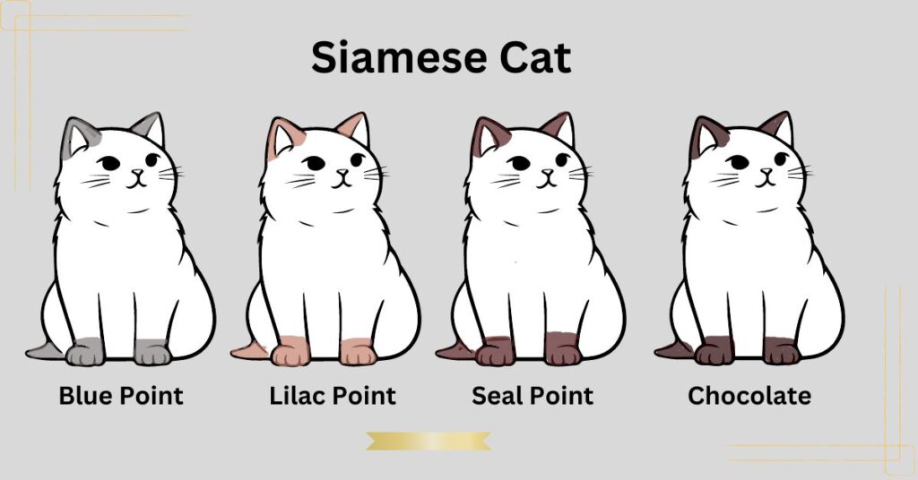 siamese cat colors