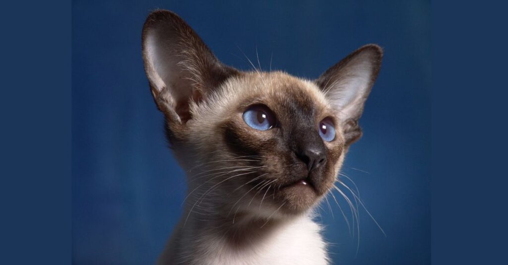 seal point siamese kitten