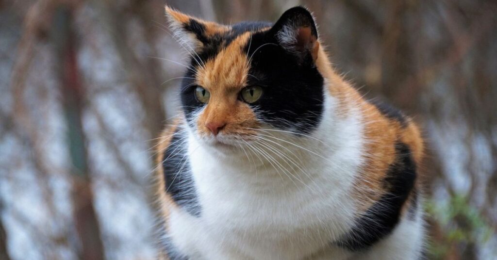 Traditional Calico