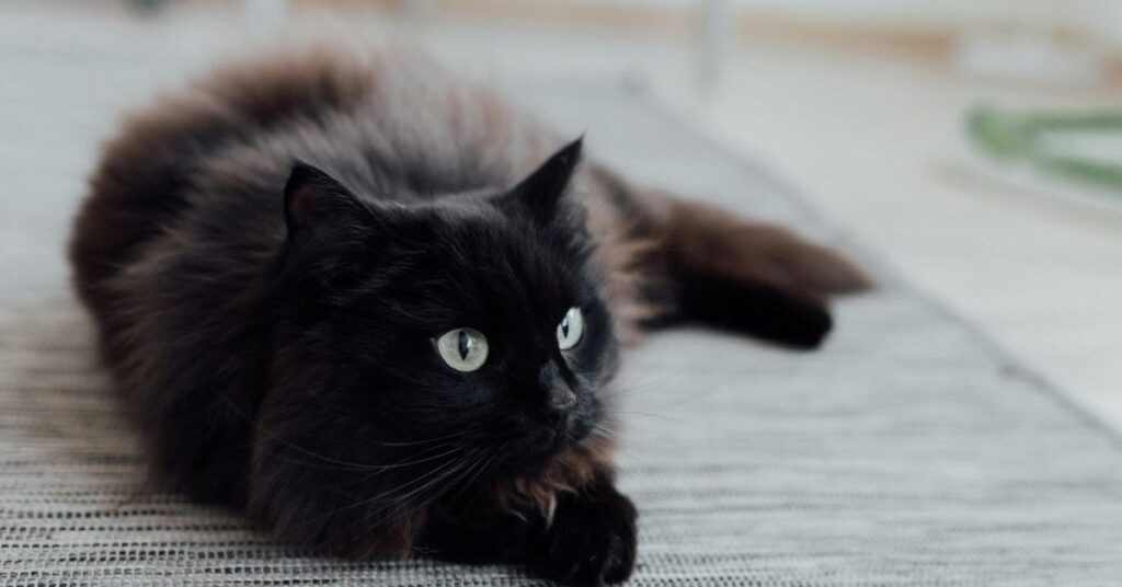 black persian cat blue eyes