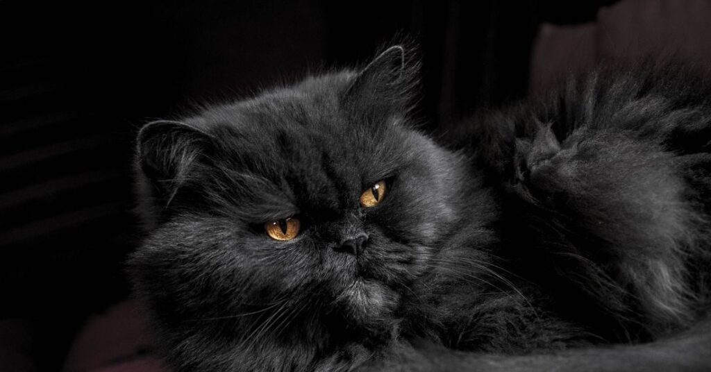 black persian cat with golden eyes