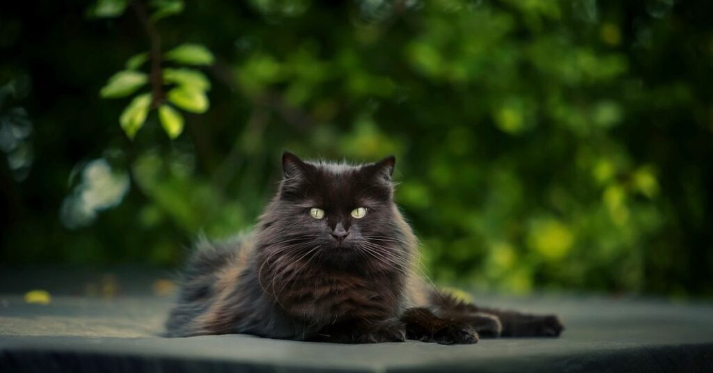 black persian cat