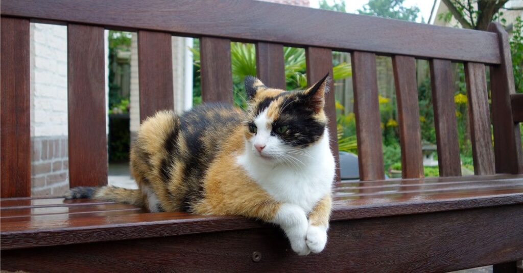 calico cat sitting on bench
