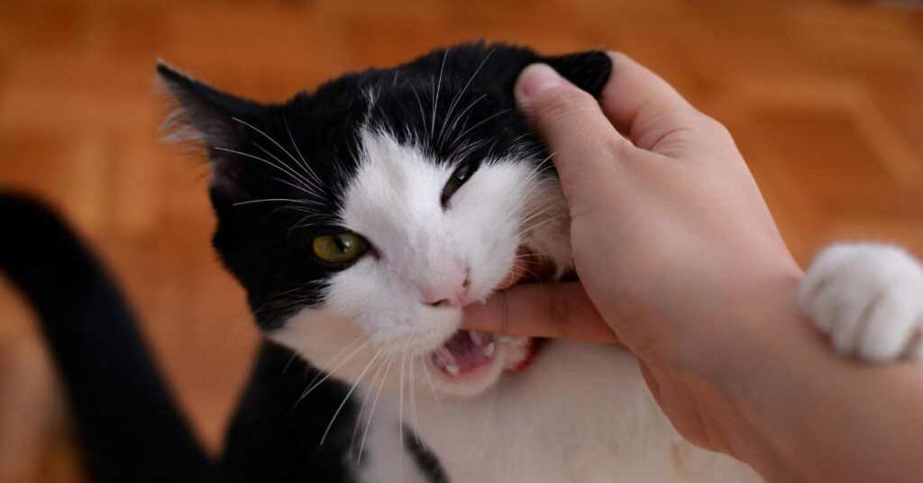 cat biting