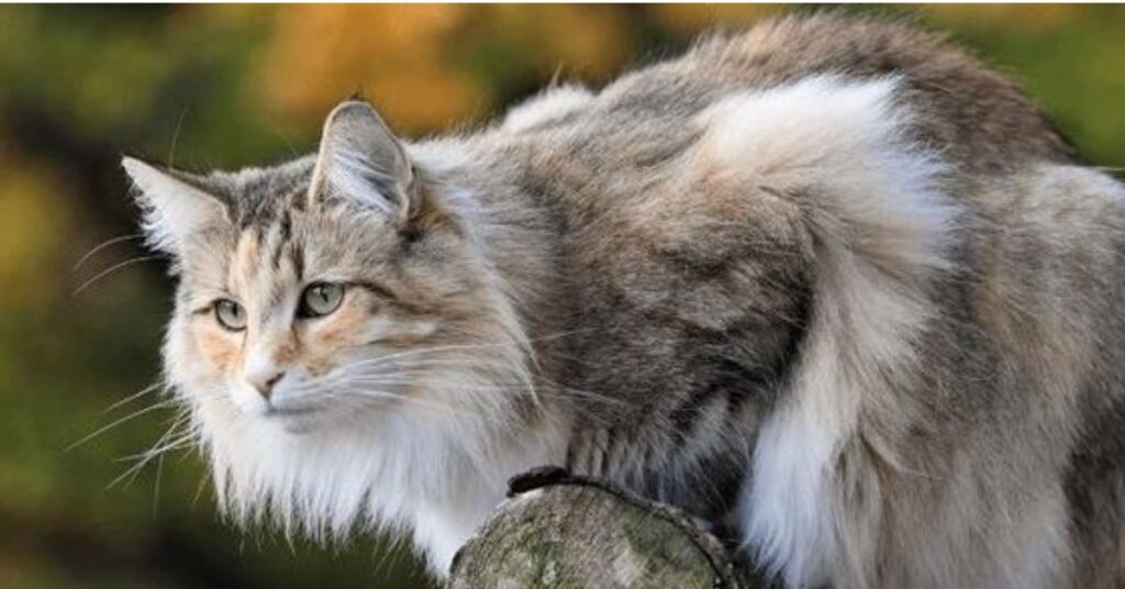 dilute calico cat