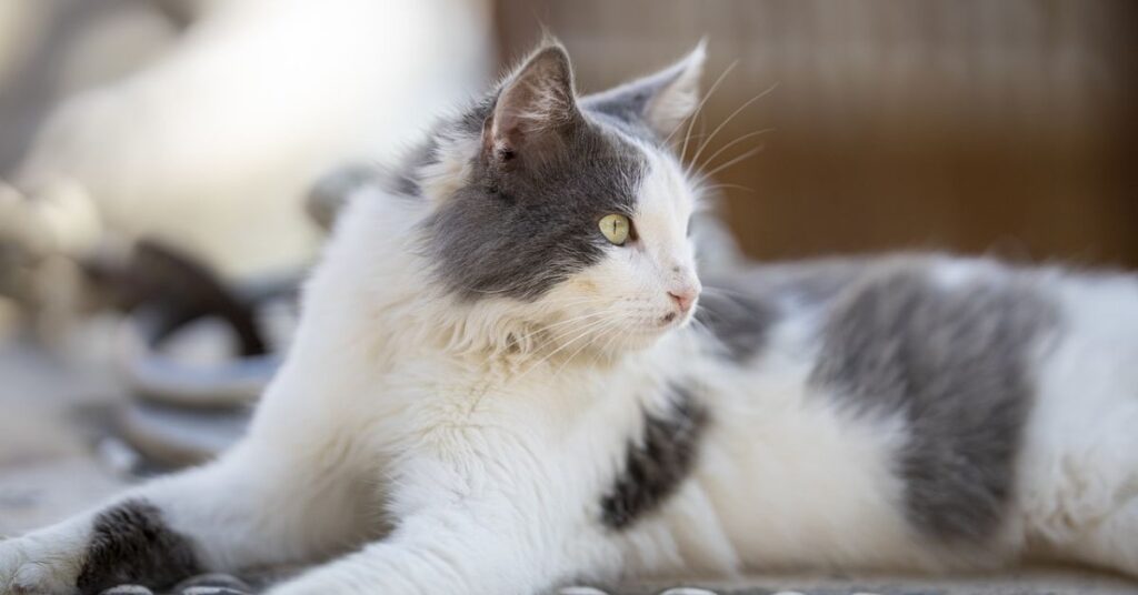 grey and white Persian cat