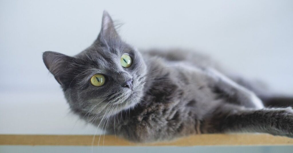 grey persian cat green eyes