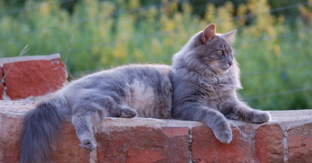 grey persian cat