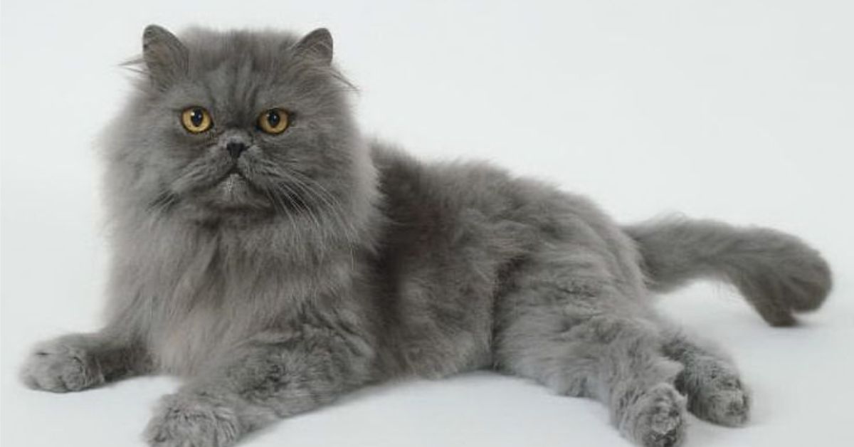 Grey persian cat