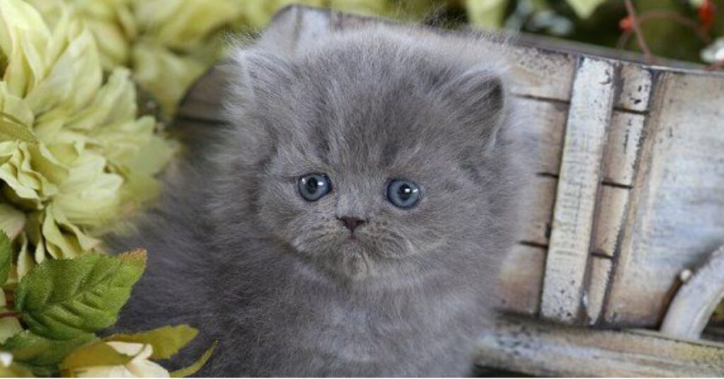 grey persian kitten