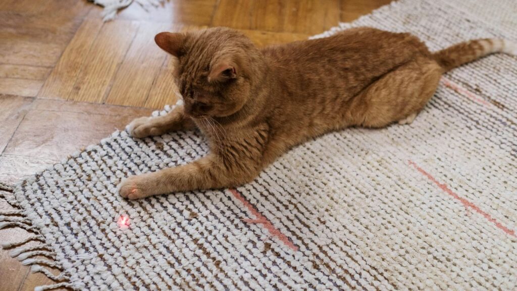 interactive cat toys