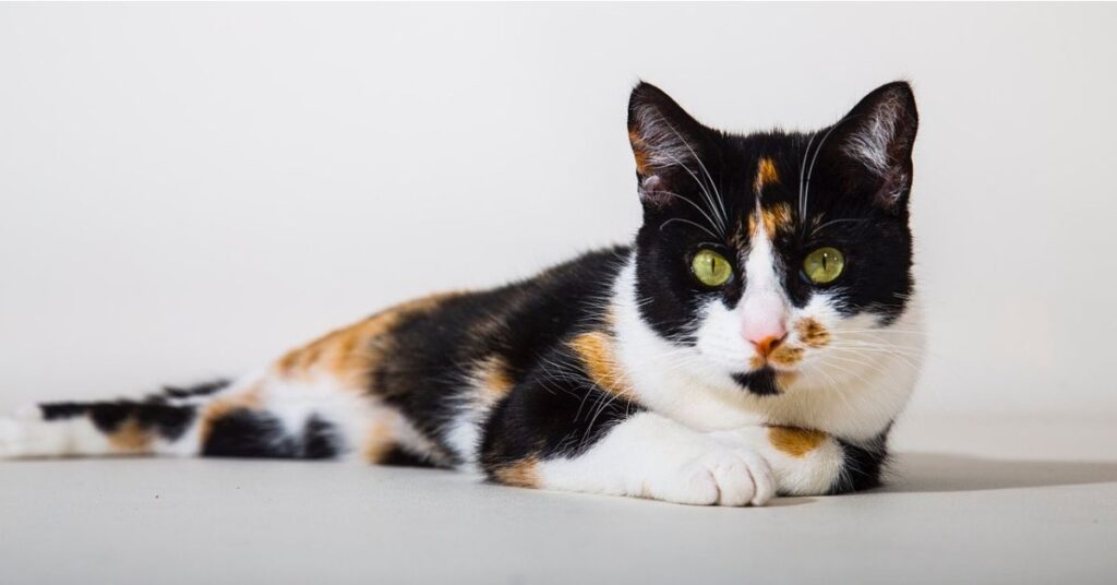 male calico cat